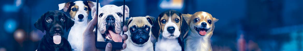 fulanita de tal dogs